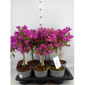 Bougainvillea  'Elisabeth'
