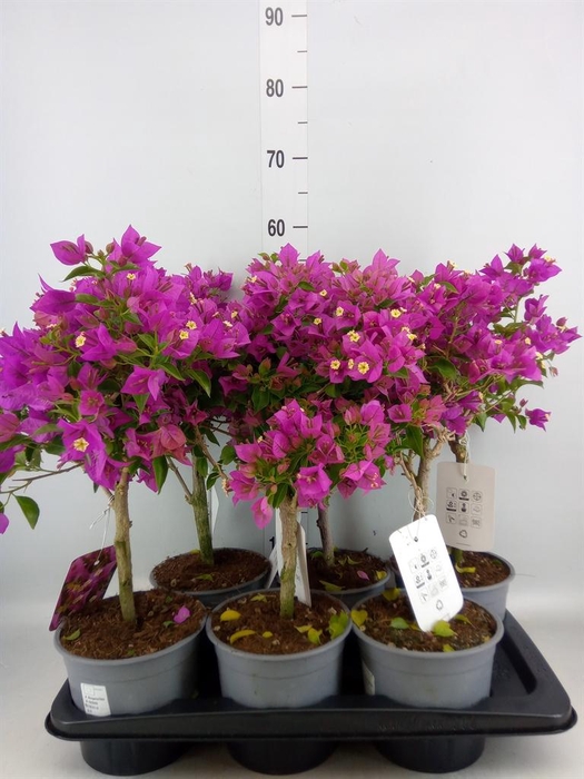<h4>Bougainvillea 'Elisabeth'</h4>