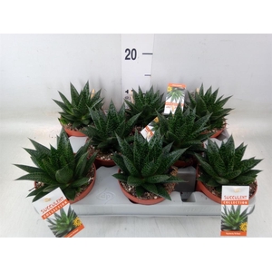 Gasteria