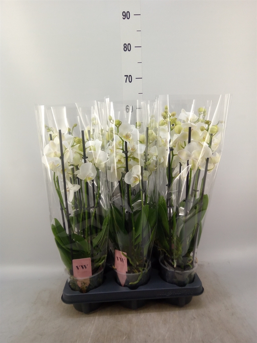 <h4>Phalaenopsis  'Ant Inverness'</h4>