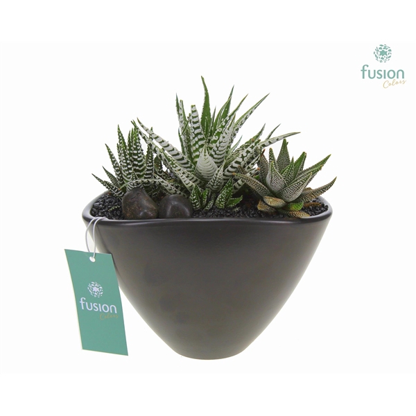 <h4>Pot keramiek Oval Medium zwart met Haworthia</h4>