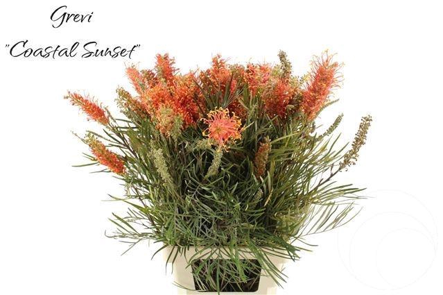 <h4>GREVI COASTAL SUNSET</h4>