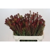 Leucadendron Safari Sunset Spray