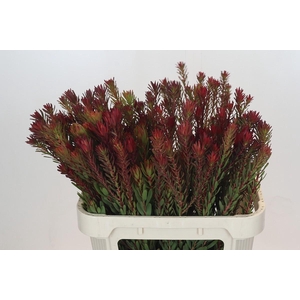 Leucadendron Safari Sunset Spray