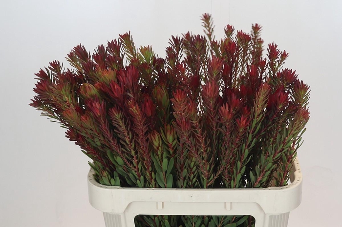 <h4>Leucadendron Safari Sunset Spray</h4>