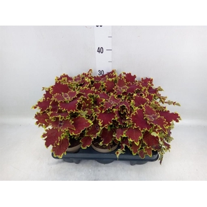 Plectranthus col. 'SGlas Crown Jew'