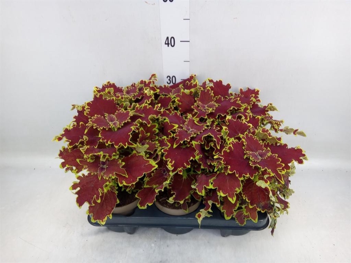 <h4>Plectranthus col. 'SGlas Crown Jew'</h4>