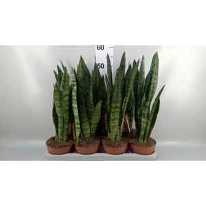 Sansevieria zeylanica