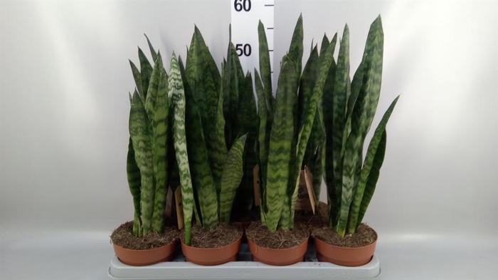 <h4>Sansevieria zeylanica</h4>