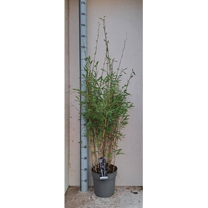 Fargesia nitida Black Pearl 24Ø 130cm