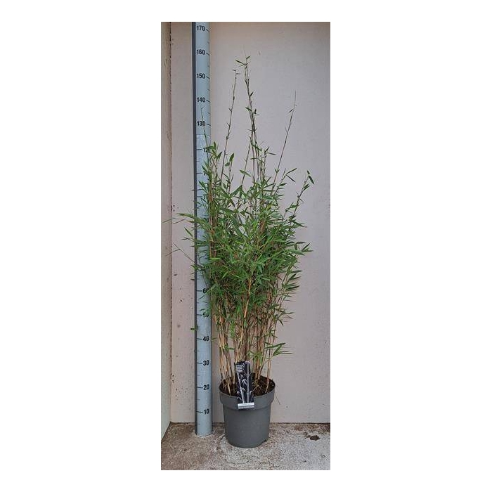 <h4>Fargesia nitida Black Pearl 24Ø 130cm</h4>