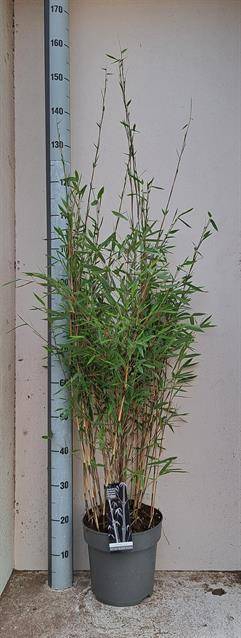 Fargesia nitida Black Pearl 24Ø 130cm