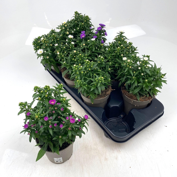<h4>ASTER M LADY GEM POT</h4>