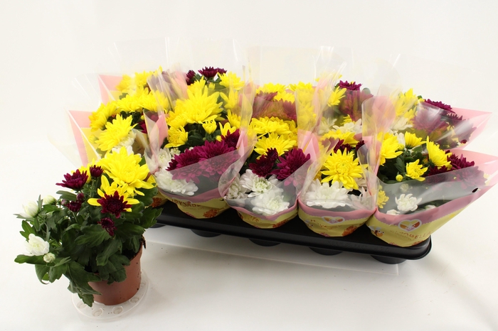 <h4>CHRYS GEM IN POT</h4>