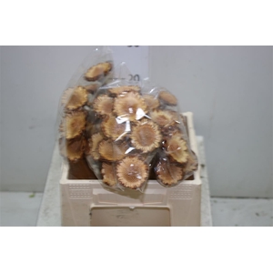 Dried Protea Naturel