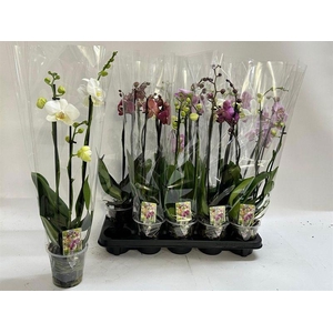 PHAL GEM