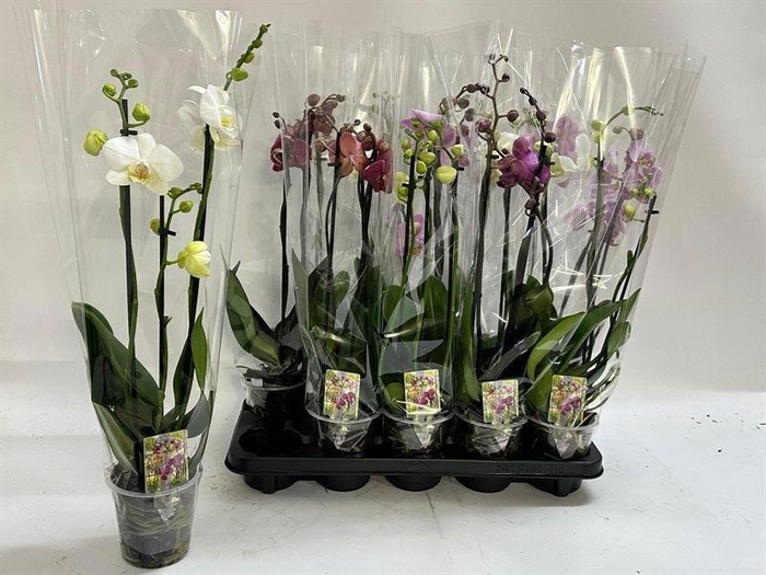 <h4>PHAL GEM</h4>