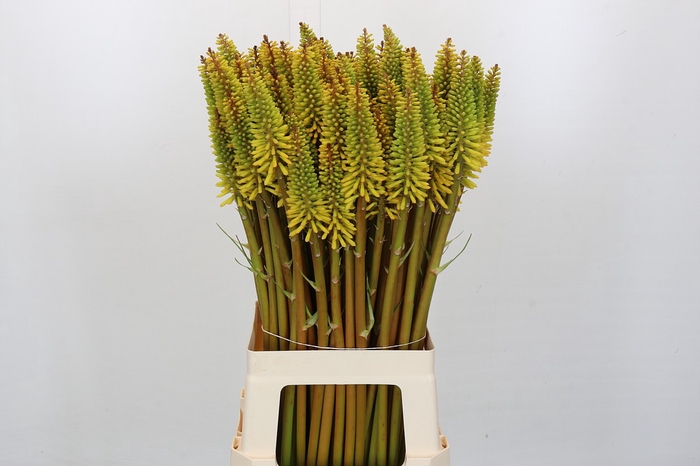 <h4>Kniphofia Eycone Yellow</h4>