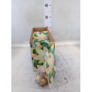 Flowerbulbs, corns or tubers   ...