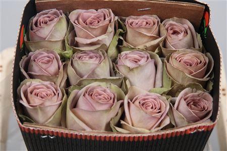 <h4>R Gr Amnesia Ec</h4>