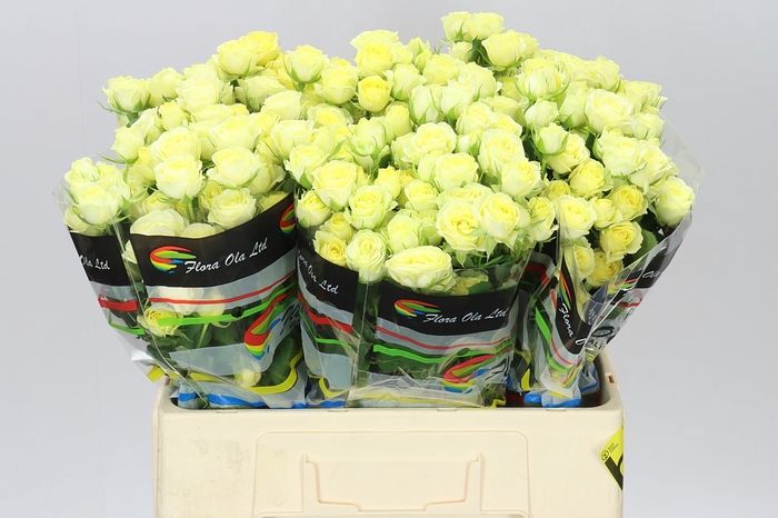<h4>Rosa Tr Wedding Invite</h4>