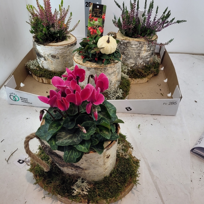 <h4>ARR TUINPLANTEN</h4>
