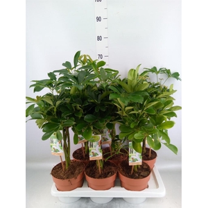 Schefflera arbor. 'Nora'