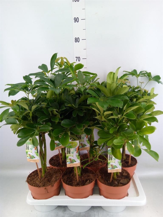 <h4>Schefflera arbor. 'Nora'</h4>