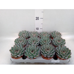 Echeveria  'Apus'