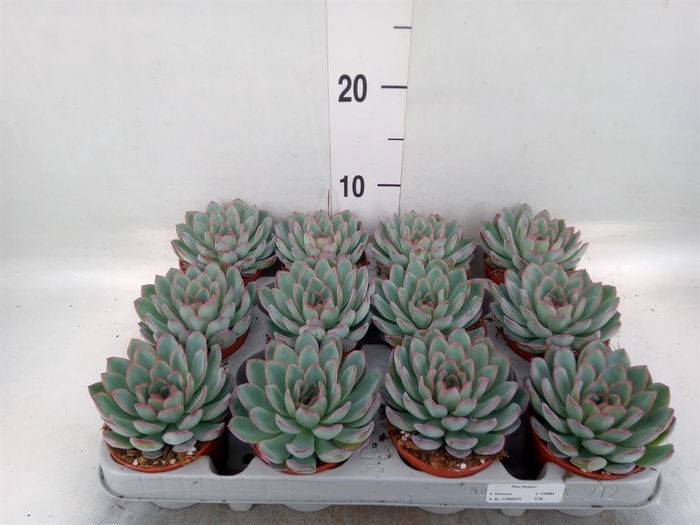 <h4>Echeveria  'Apus'</h4>