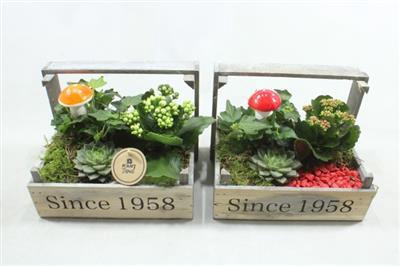 7452 BOLLENKIST ROOD/WIT