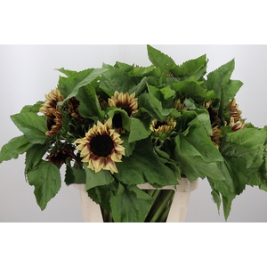 Helianthus Overig