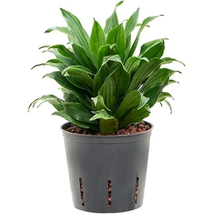 Dracaena fragrans 'Compacta'
