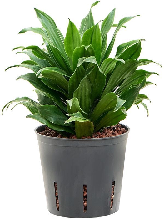 <h4>Dracaena fragrans 'Compacta'</h4>