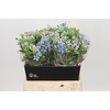 Oxypetalum Tweedia Blue