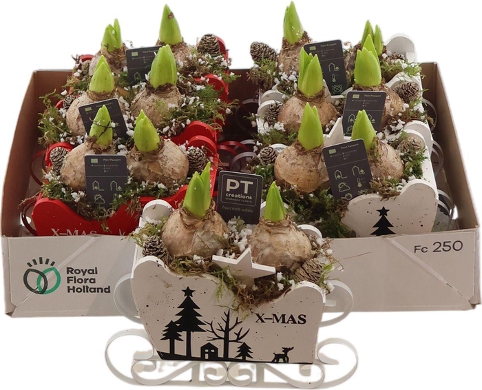 <h4>Arr Hyacinth Slee Zink</h4>