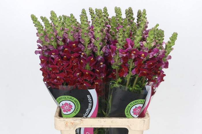 <h4>Antirrhinum Potomac Red</h4>