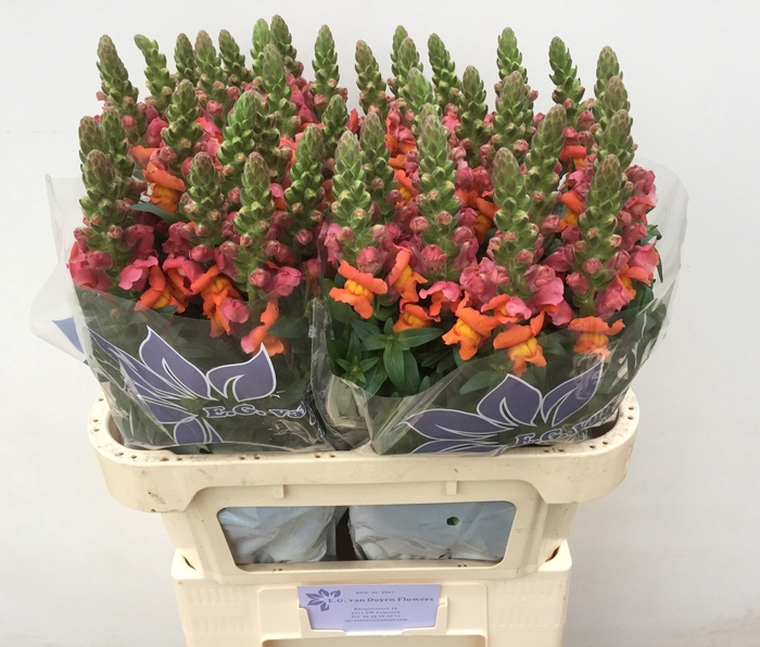 <h4>ANTIR MARY D ORANGE</h4>