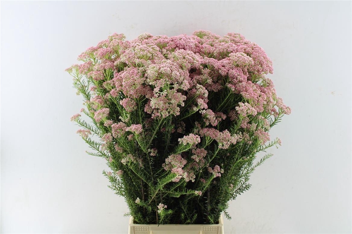 <h4>Ozothamnus Pink</h4>