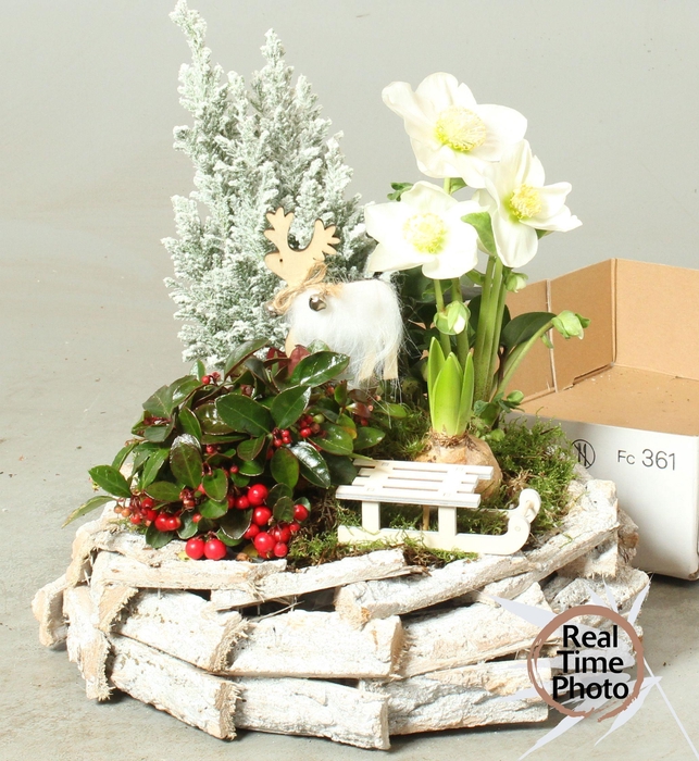 <h4>ARR TUINPLANTEN</h4>