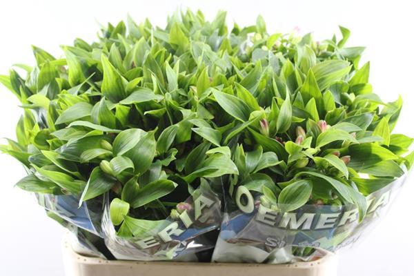 <h4>Alstr Noa (tros Cerise)</h4>