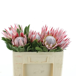 PROTEA CYNAROIDES