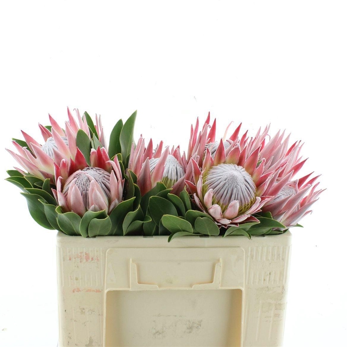 <h4>PROTEA CYNAROIDES</h4>