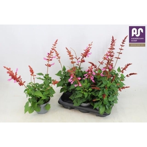 SALVIA SALGOON GEM