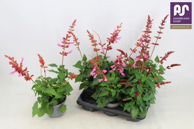 <h4>SALVIA SALGOON GEM</h4>