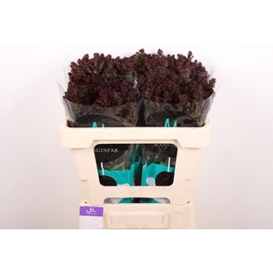 PHLOX P BLIND LION