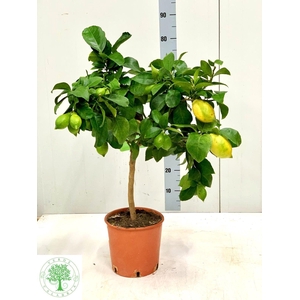 CITR LIMON