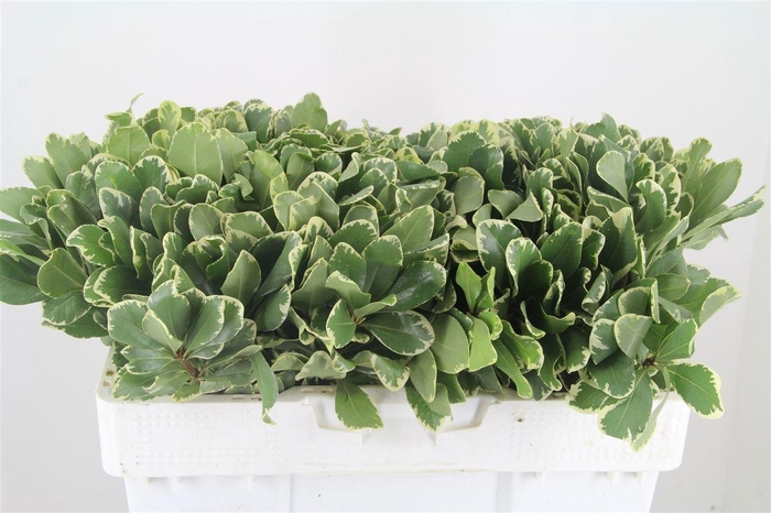 <h4>PITTOSP TO ILAN</h4>