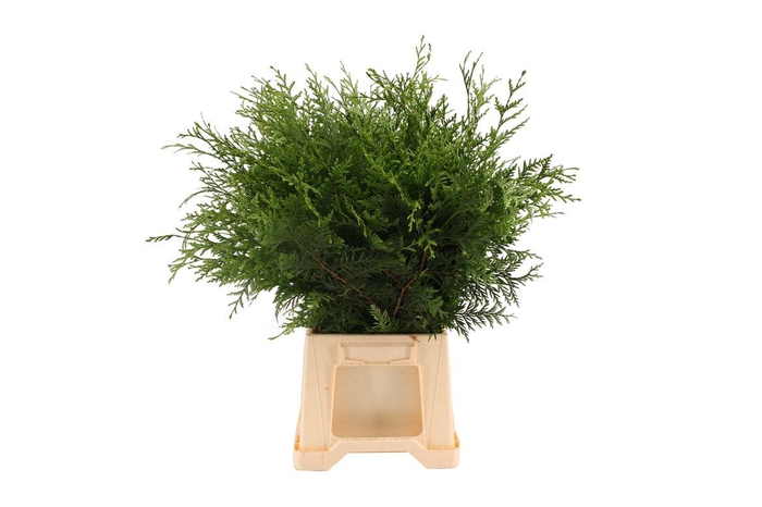 <h4>Coniferen Green Per Tak</h4>