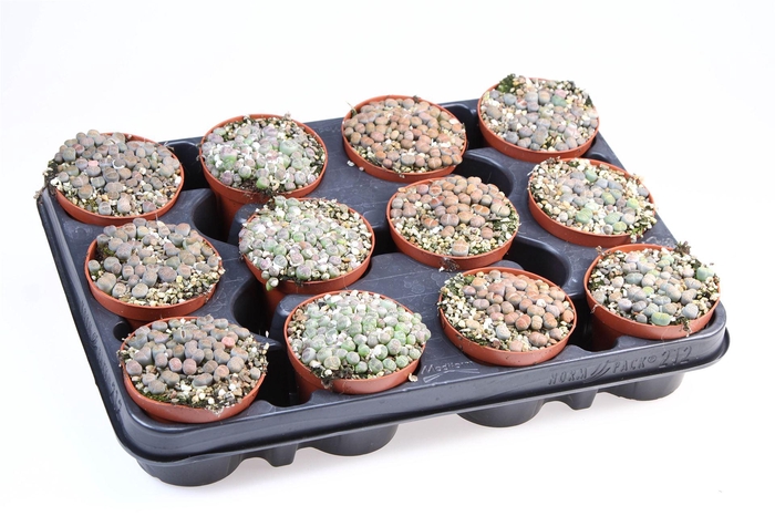 Lithops sp.